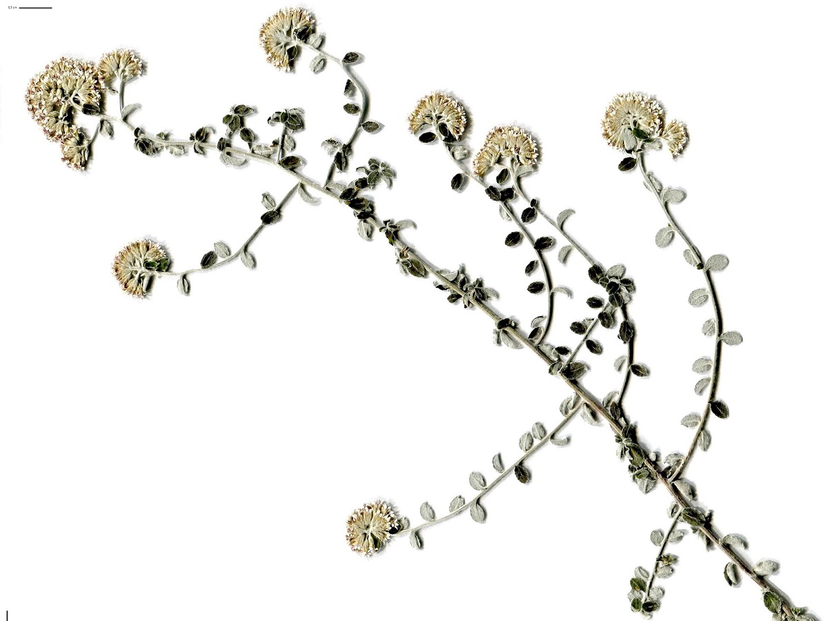 Plecostachys serpyllifolia (Asteraceae)